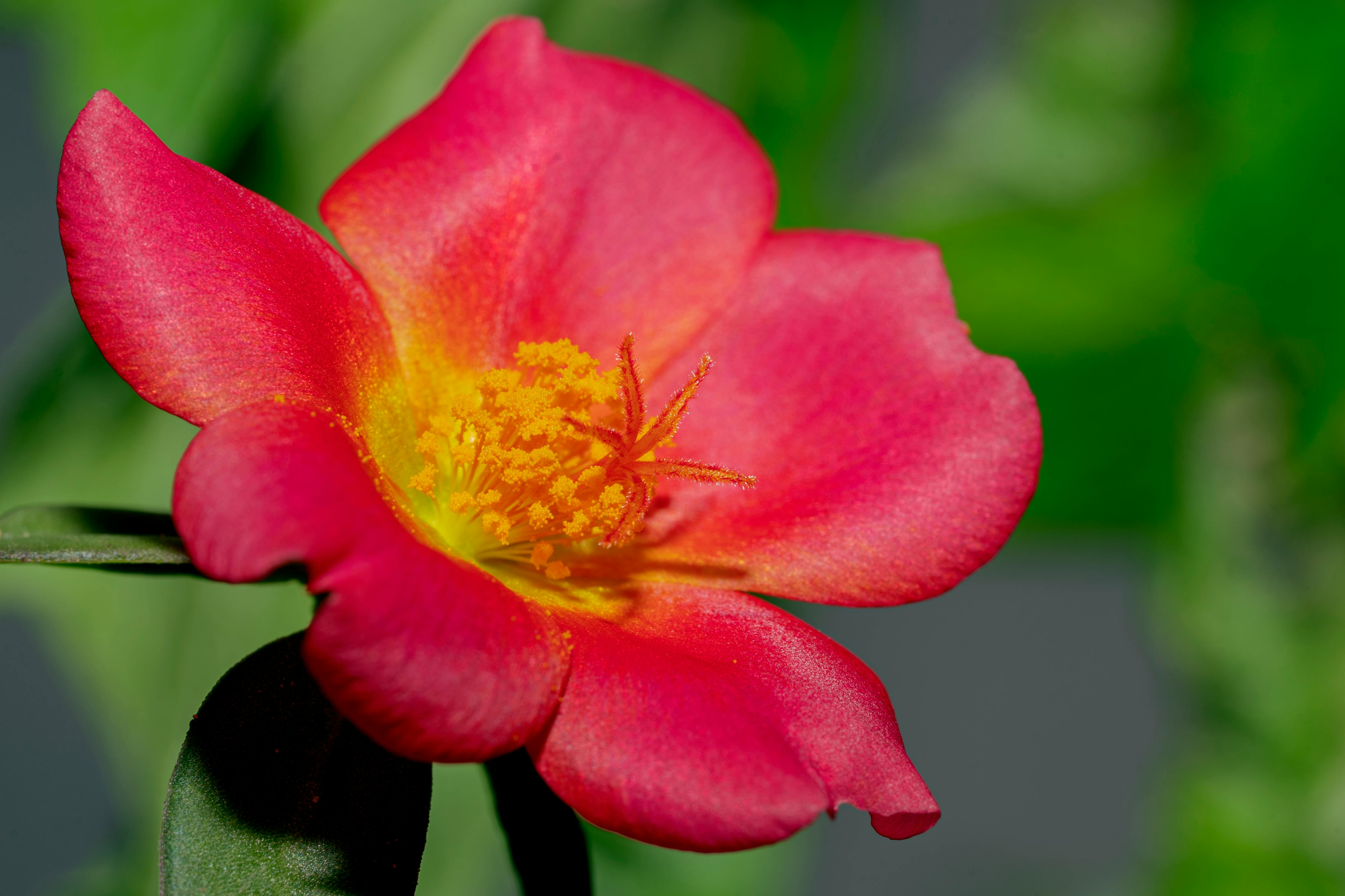 Portulaca grandiflora: Cultivo, Propagación y Manejo