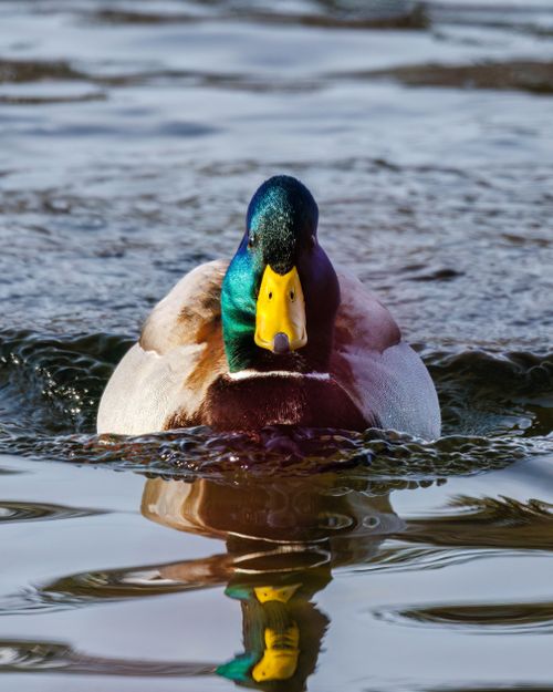 Free Colorful mallard duck gliding across water with its reflection visible, captured in vibrant detail. Stock Photo