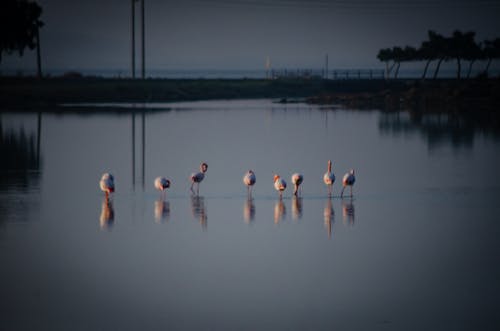 Ilmainen kuvapankkikuva tunnisteilla flamingo, lintu, meri