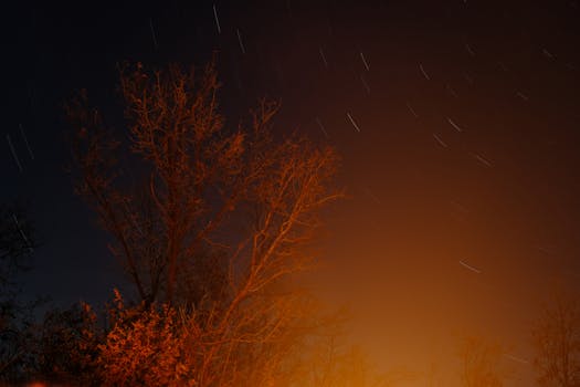 A stunning long-exposure shot of star trails above silhouetted trees at night.