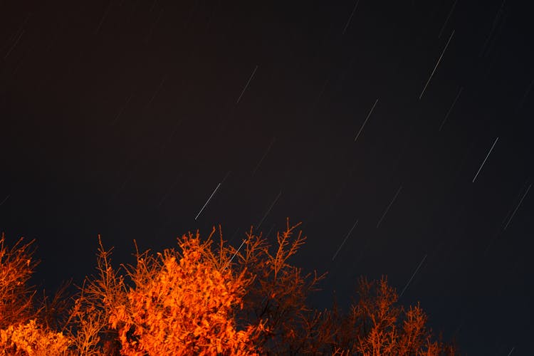 Lights On Sky Over Branches