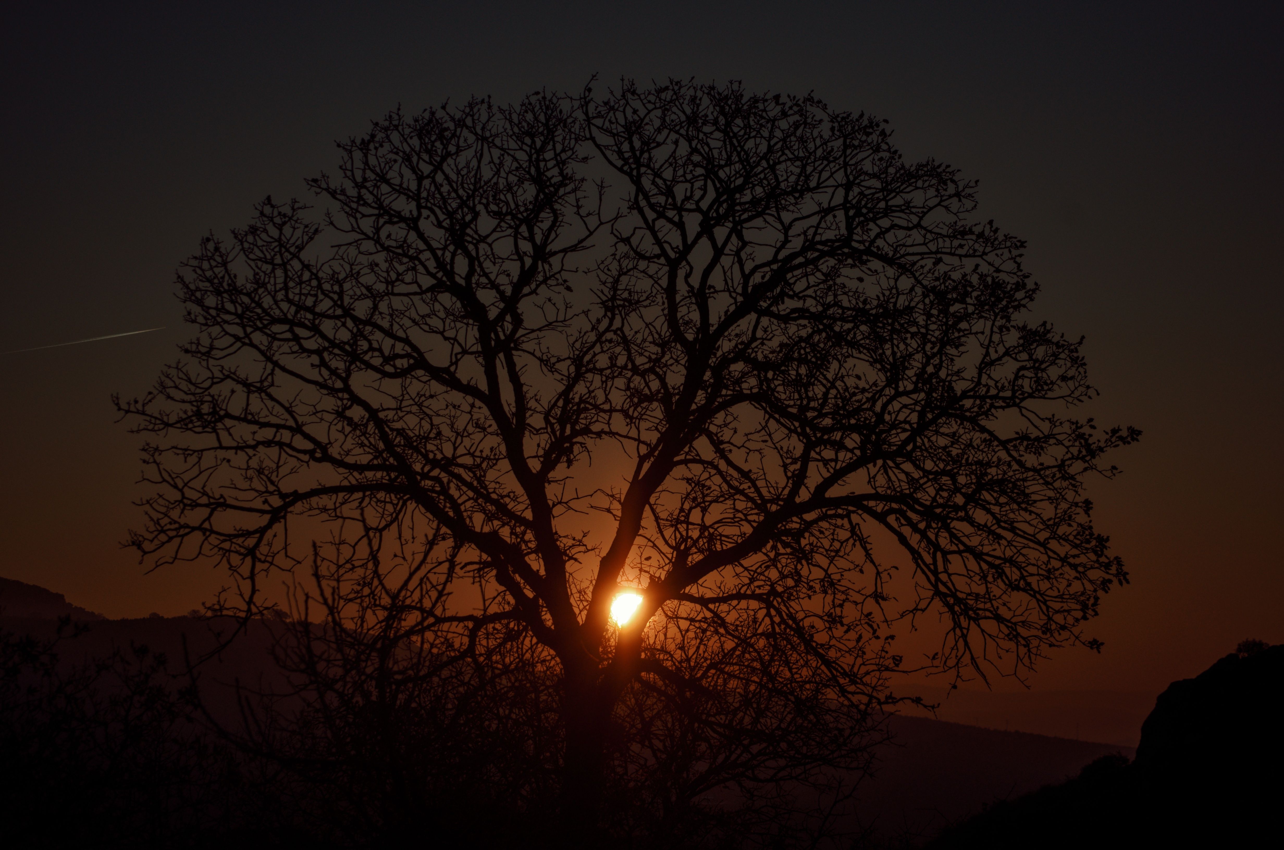 Silhouette of Leafless Tree During Sunset · Free Stock Photo
