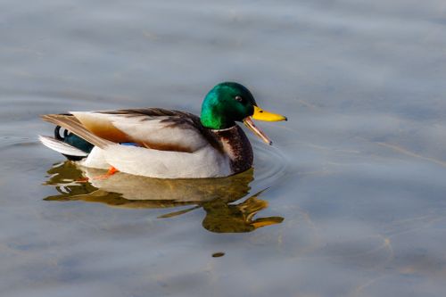 Free A colorful mallard duck swims gracefully on a serene body of water, displaying its vibrant plumage. Stock Photo