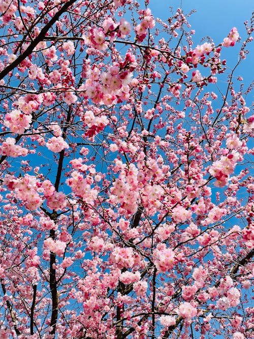Photos gratuites de fleur de cerisier, fleures écloses, printemps