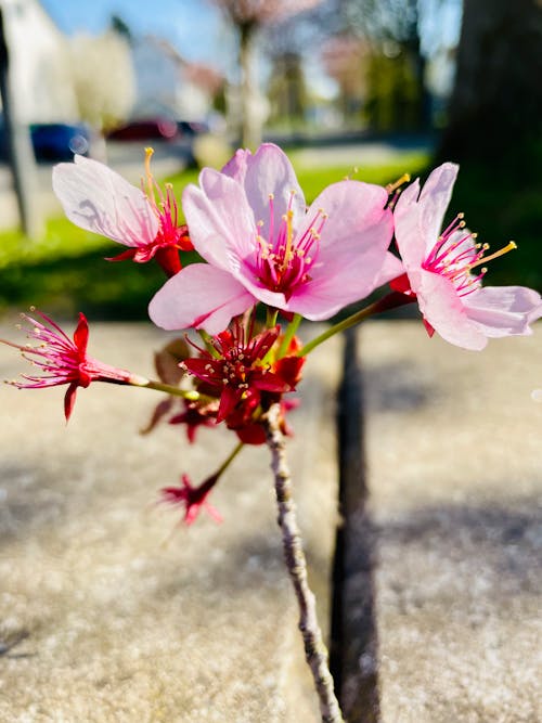 Photos gratuites de fleur de cerisier, fleures écloses
