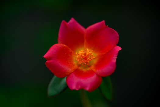 Close Up photo of a Beautiful Pink Flower