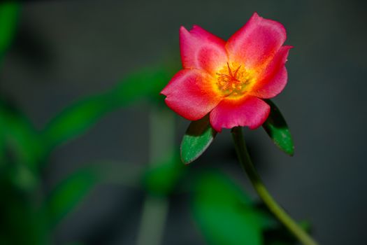 Flower photography