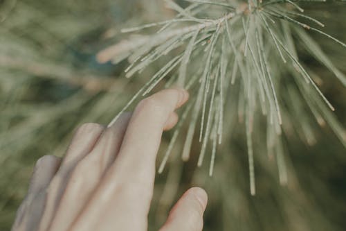 Person Touching Pine Tree Leaves