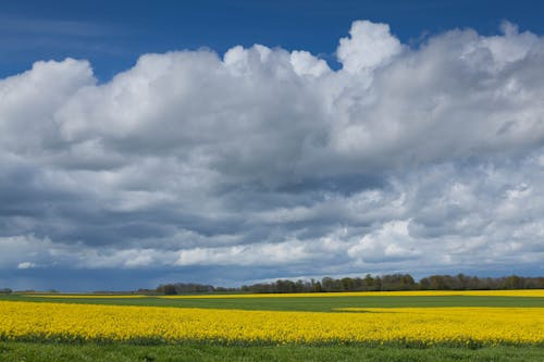 Darmowe zdjęcie z galerii z białe chmury, krajobraz, natura