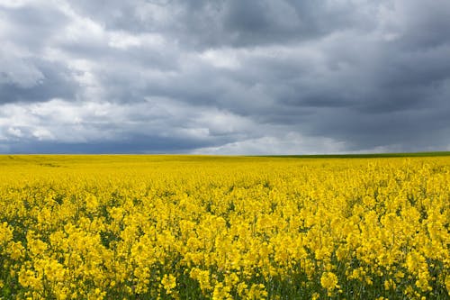 Immagine gratuita di abbondanza, campagna, campo