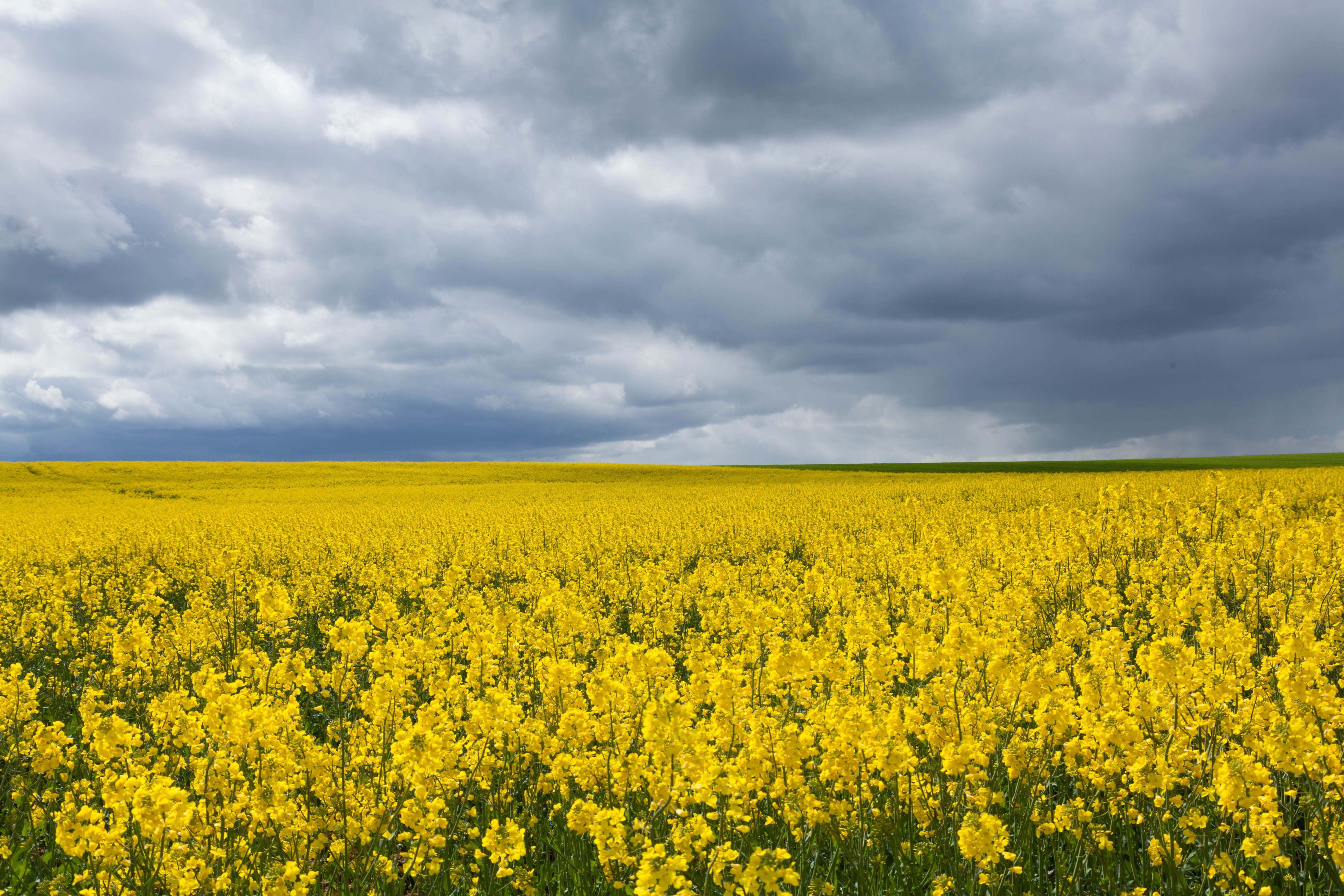 A field of yellow flowers under a cloudy sky · Free Stock Photo