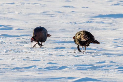 Free A pair of wild turkeys walking across a snow-covered field during winter. Stock Photo