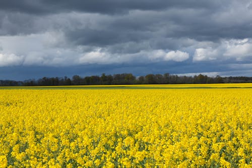 Foto d'estoc gratuïta de abundància, agricultura, camp