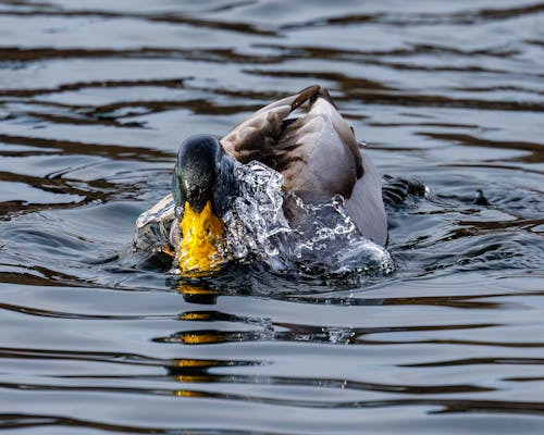 Close Up Photo if a Duck