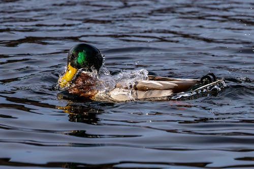 Ilmainen kuvapankkikuva tunnisteilla @outdoor, alla, allas