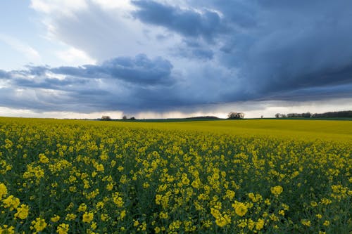 Yellow Field of Rapeseed in Countryside