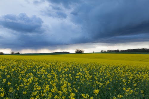 Immagine gratuita di abbondanza, agricoltura, campagna