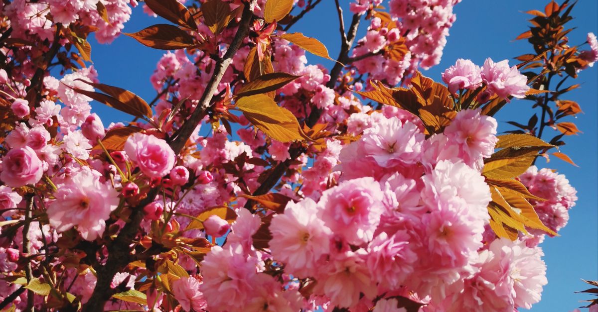 Google Images Spring Trees A Tree in Spring ยท Free Stock Photo