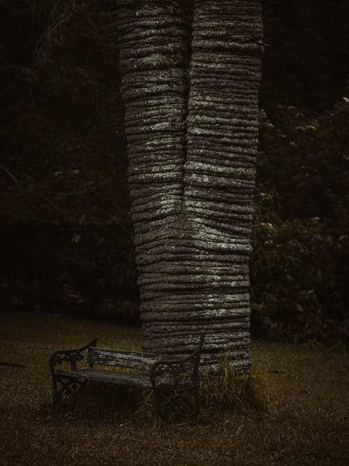 Bench under Wide Tree in Forest