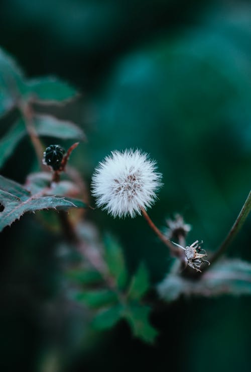 Photo of White Dandelion