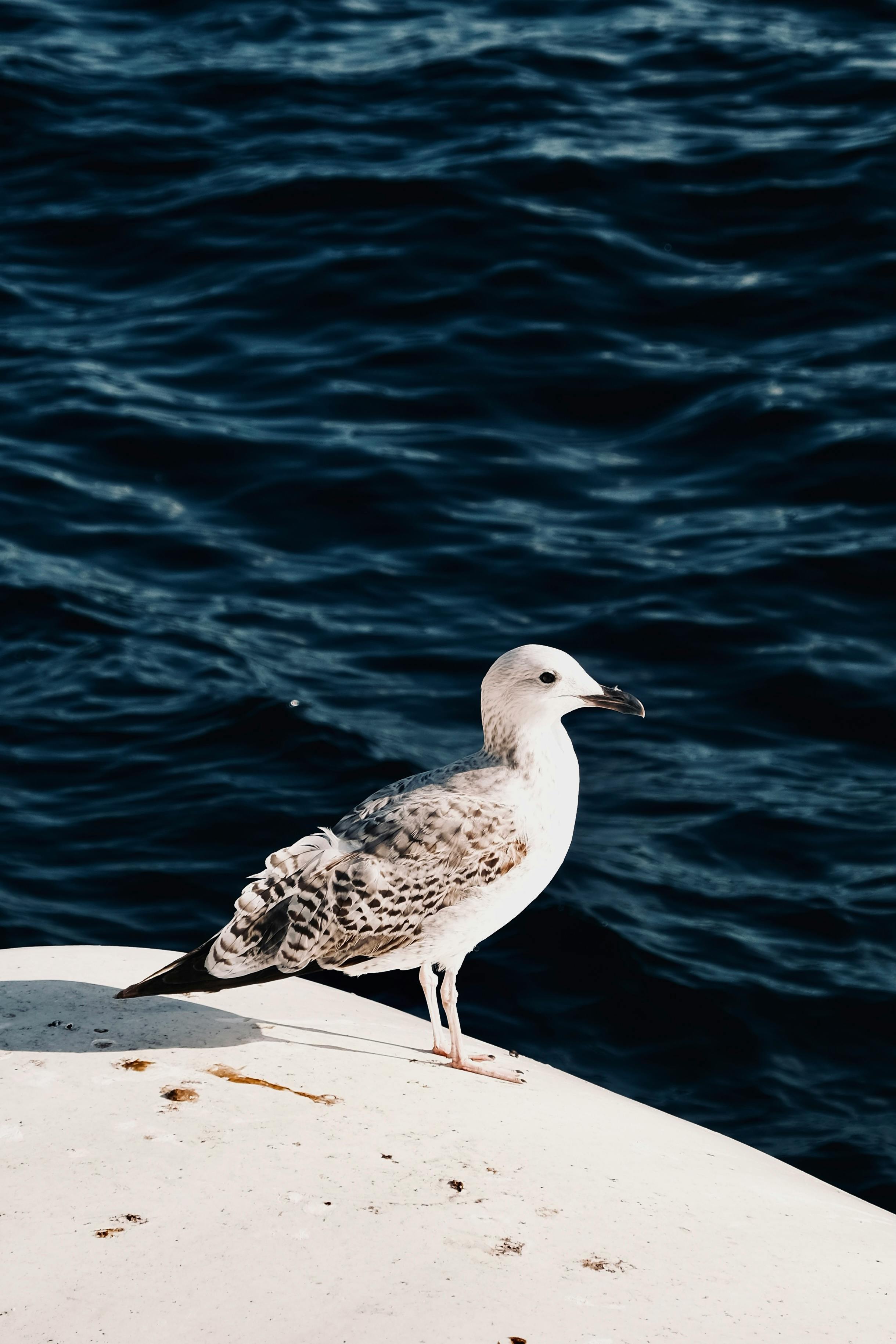 Seagull (Terns) desktop | My current desktop wallpaper. Snea… | Flickr