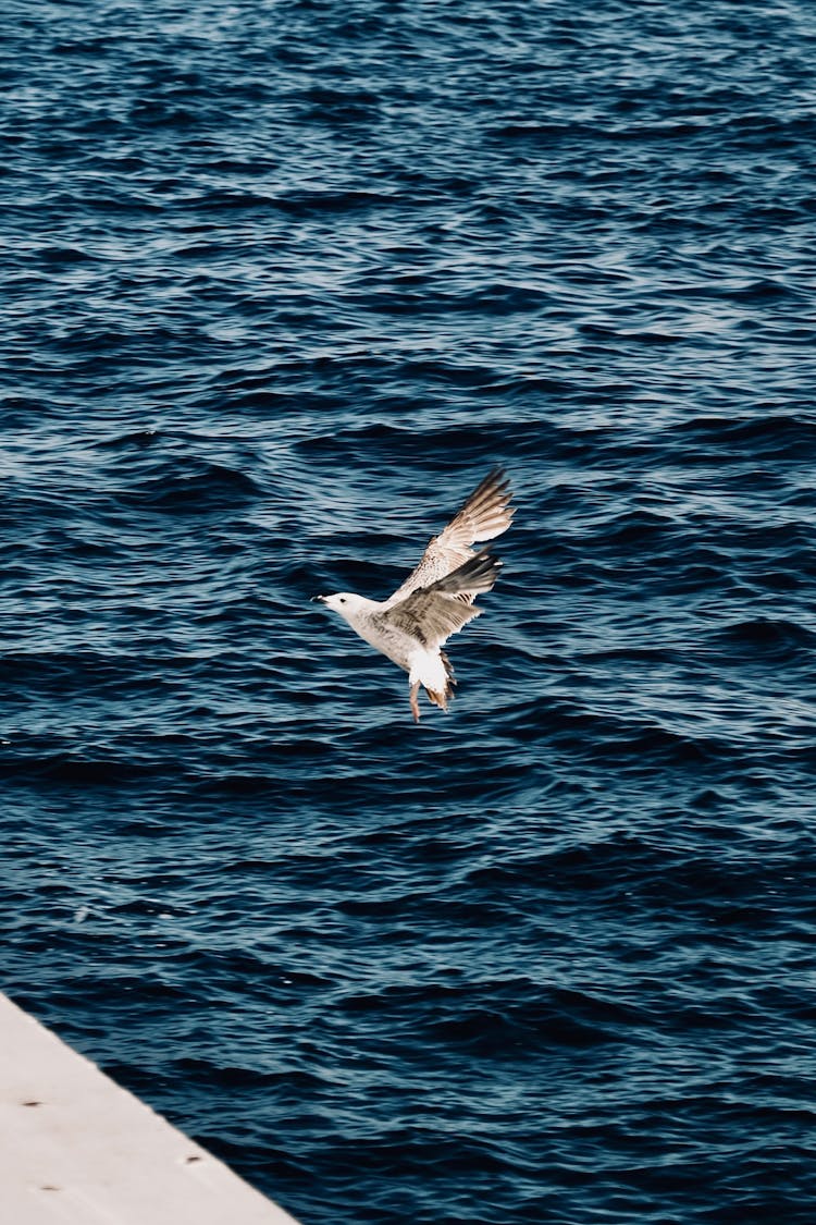 A Bird Flying Above Water