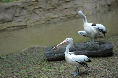Pelicans on Riverbank