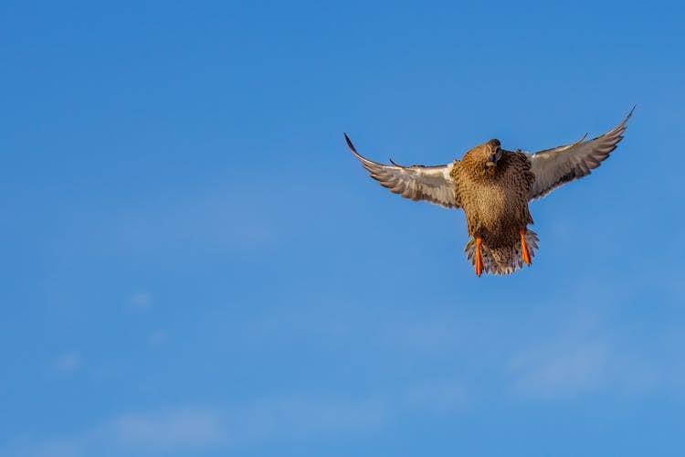 Mallard Duck Flying In The Blue Sky