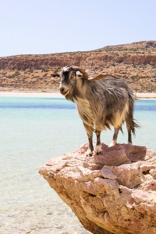 Goat at Beach