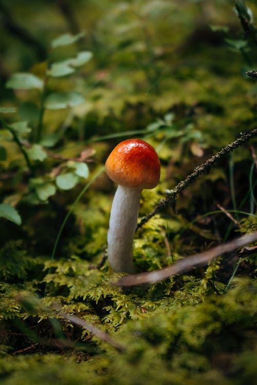 Close-up of a Small Mushroom 