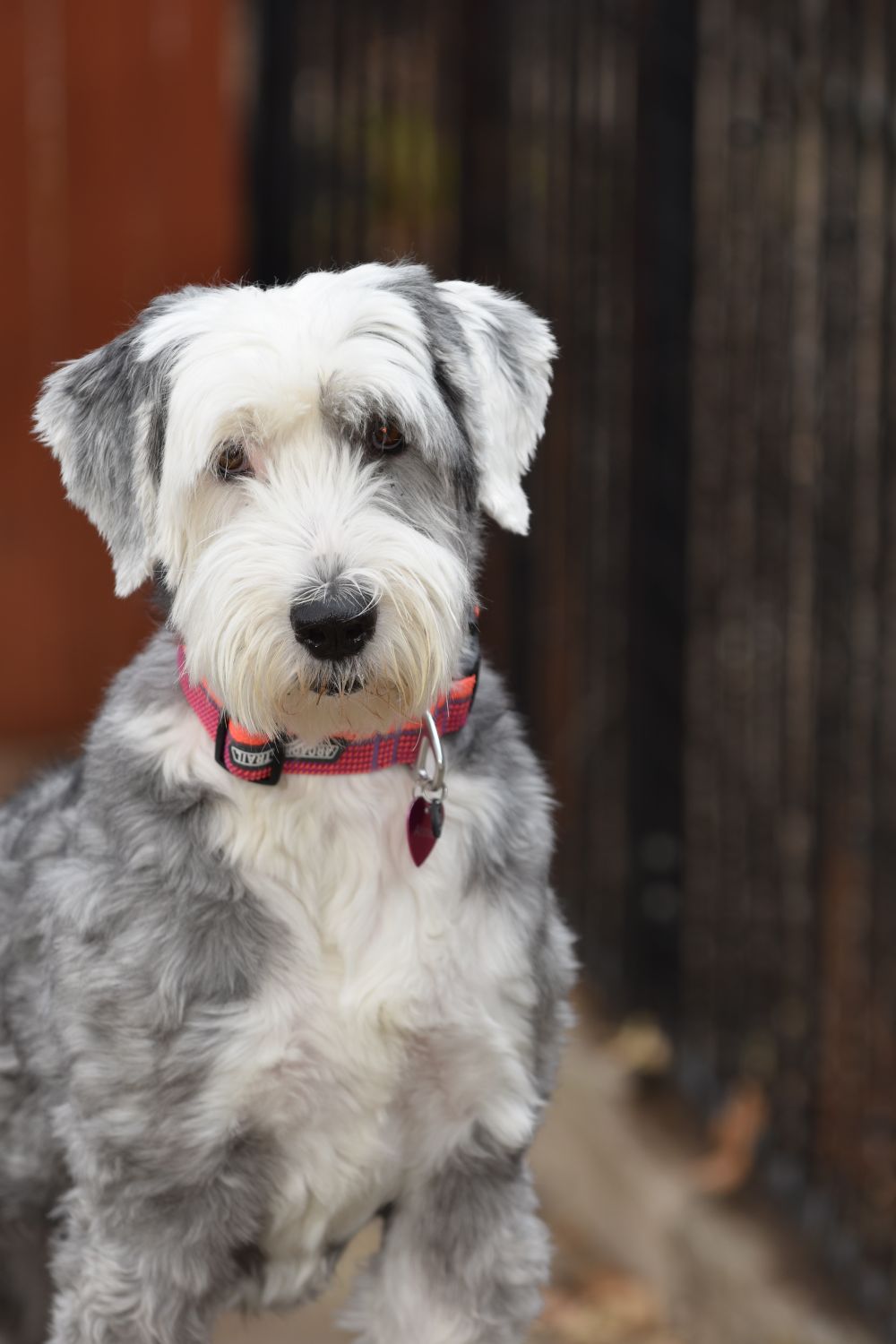 Old English Sheepdog, photo 4