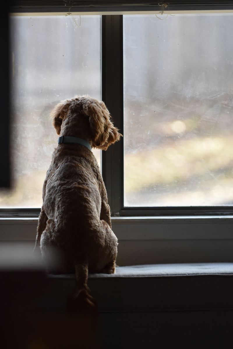 Pencere önünde sahibinin dönüşünü bekleyen bir köpek