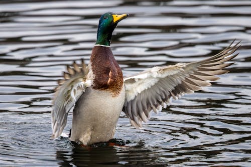 Close-Up Shot of Mallard on Water