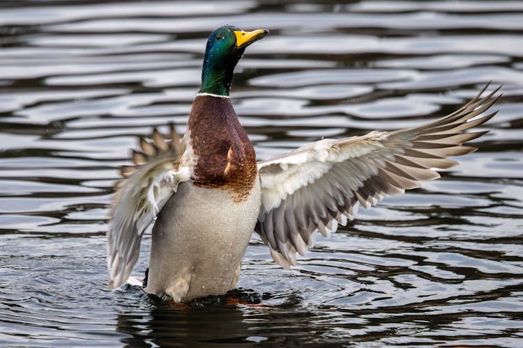 Drake Mallard (Anas Platyrhynchos) Duck On Display Flapping Wings On The Water.