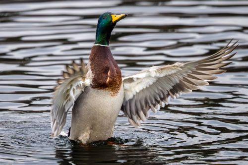 Free A vibrant mallard duck stretching its wings mid-water, displaying iridescent plumage. Stock Photo