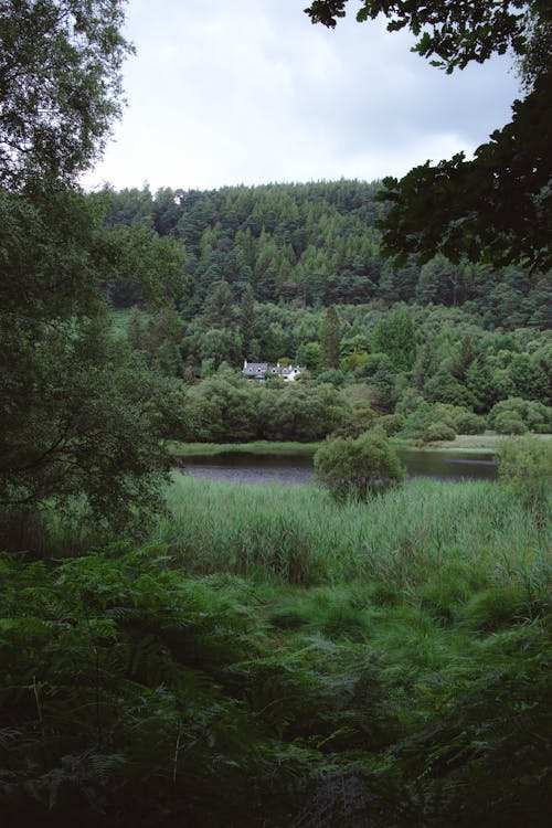 Summer Landscape with River