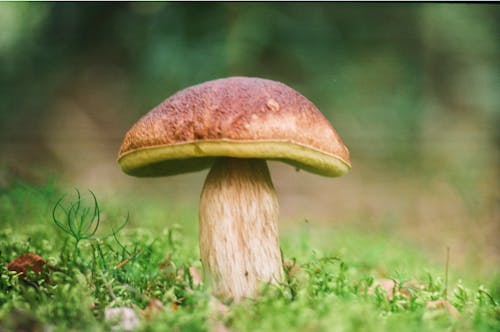 Close-Up Photo of Brown Mushroom