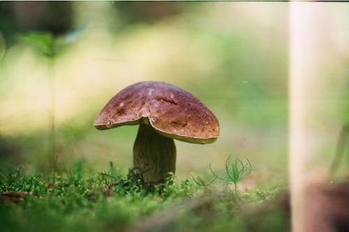 Close-Up Photo of Brown Toadstool