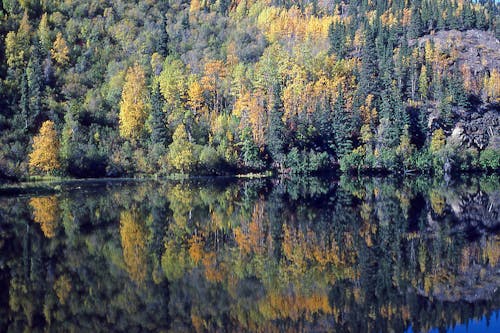 Gratis stockfoto met herfst reflecties