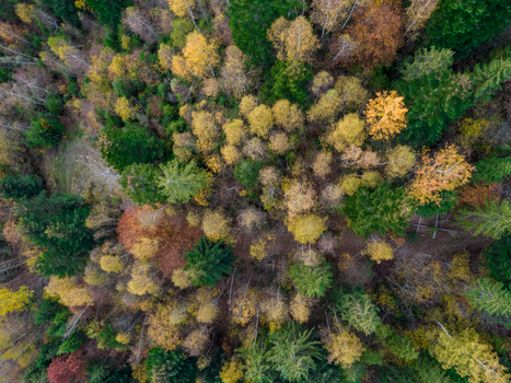 Captivating aerial view of a colorful autumn forest with vibrant foliage.