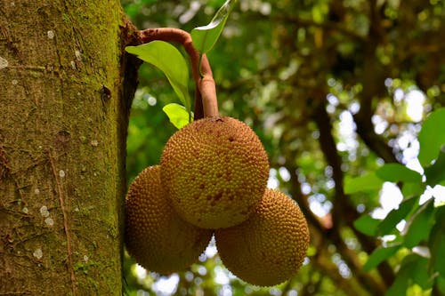 Jackfruits Growing on Tree