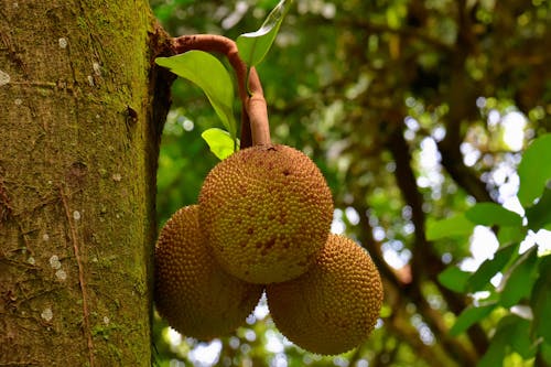 Kostnadsfri bild av exotisk, jackfruits, närbild