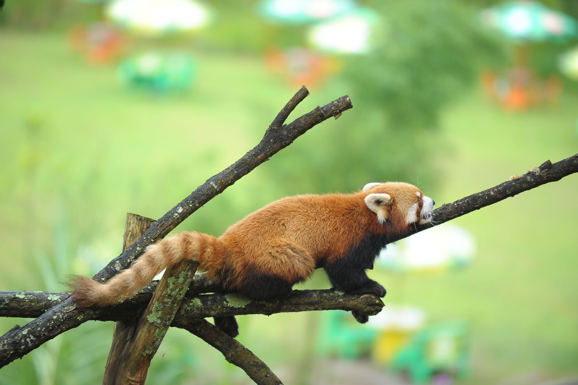 A close-up of a red panda lying on a branch, surrounded by a vivid natural background.