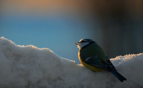 Great tit