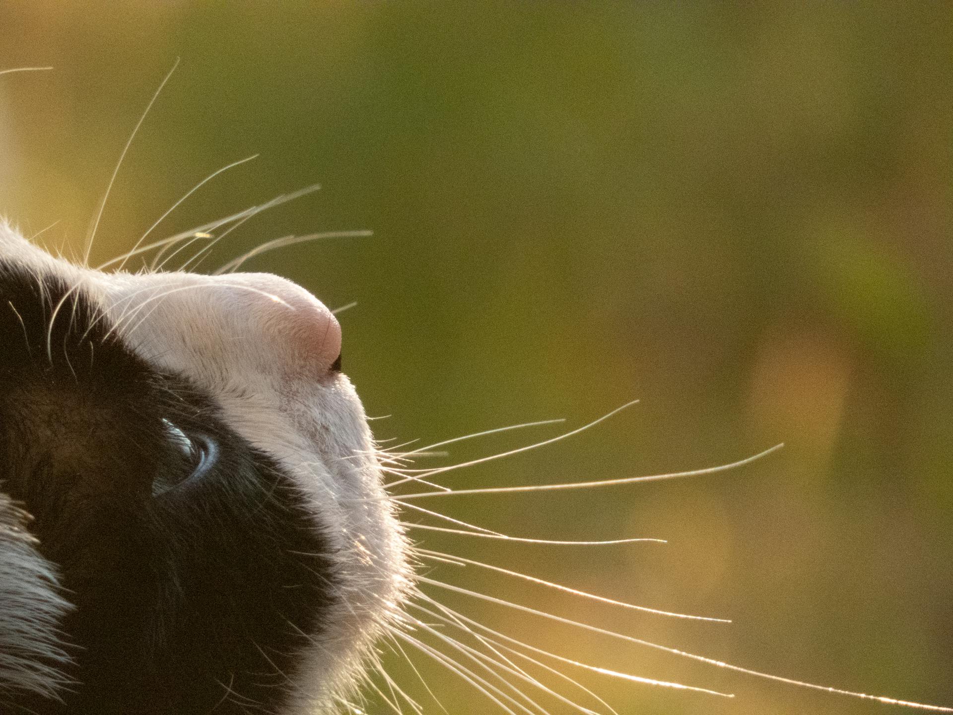Cat in Close Up