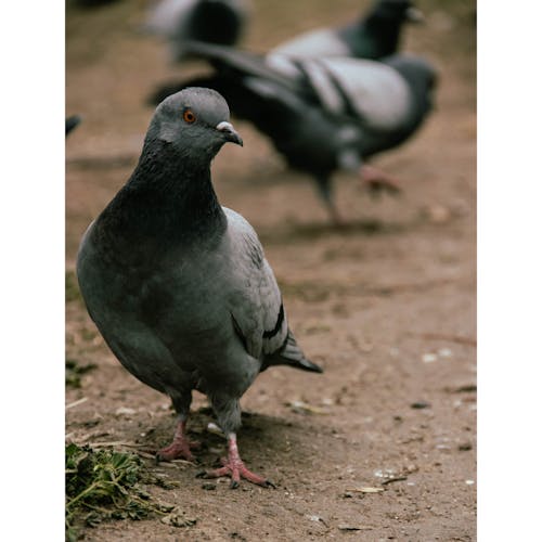 Fotos de stock gratuitas de animal, aves, de cerca