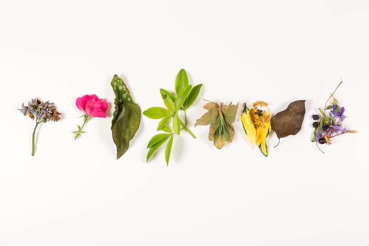 Flowers And Leaves In Row