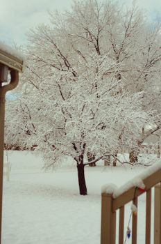 A serene winter scene of a snow-covered yard with frosted trees and a calm atmosphere.
