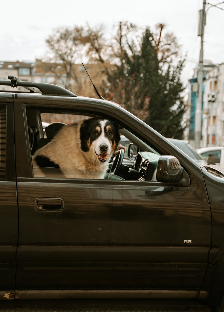 Cute Dog Sitting In Car