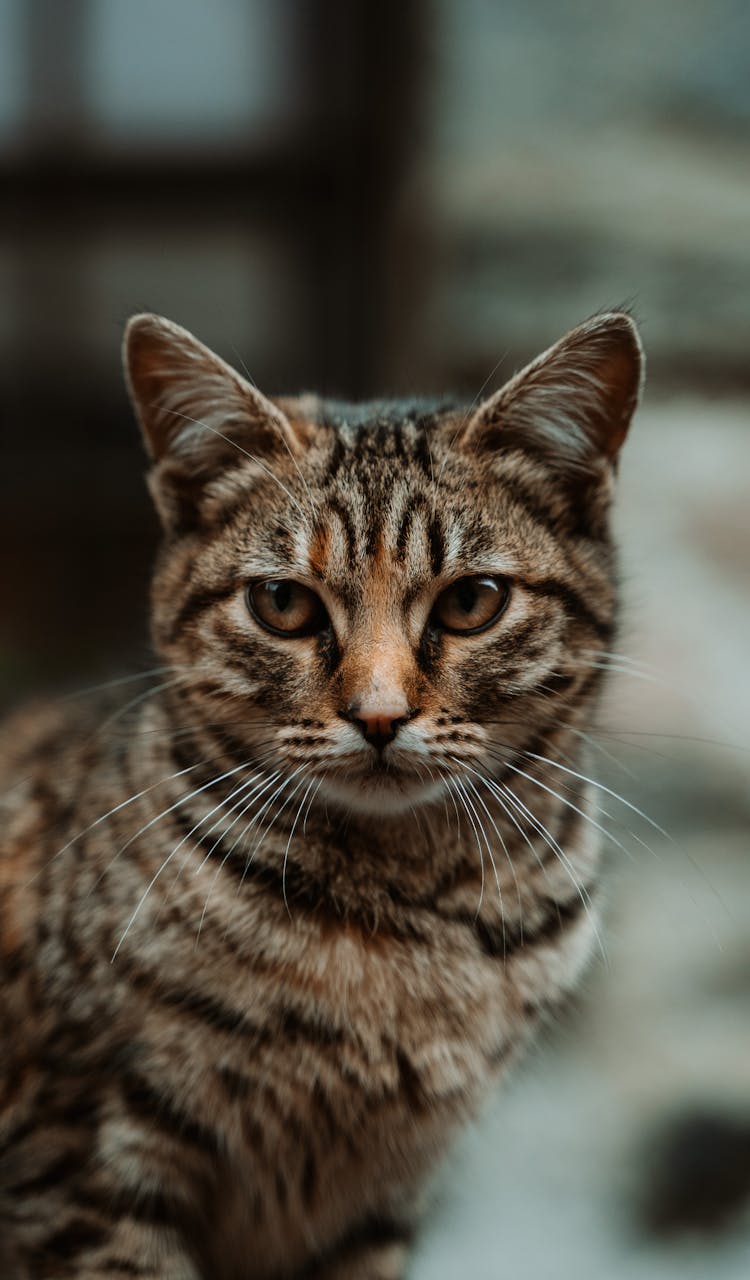 Portrait Of Cute Cat On Blur Background